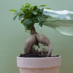 houseplants-supplies-shop_p_5